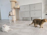 Qty Cats