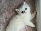 Qty Cats