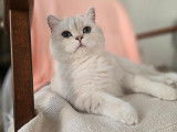 Qty Cats