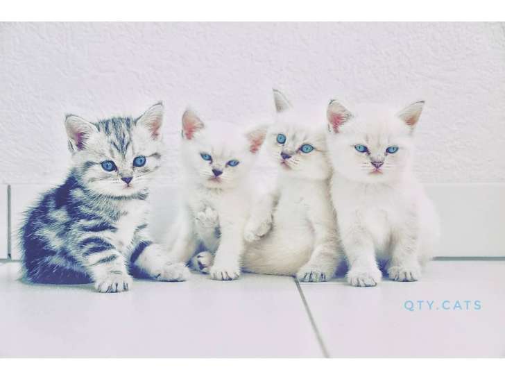 Qty Cats