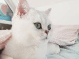 Qty Cats