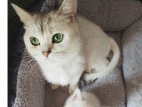 Qty Cats