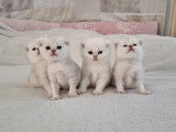 Qty Cats