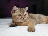 Qty Cats
