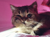 Qty Cats