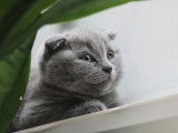 Qty Cats
