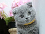 Qty Cats