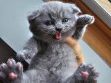 Qty Cats