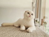 Qty Cats