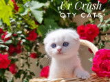 Qty Cats