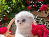 Qty Cats