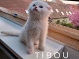 Qty Cats