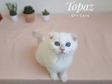 Qty Cats