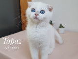 Qty Cats