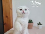 Qty Cats