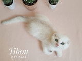 Qty Cats
