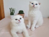 Qty Cats