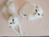 Qty Cats