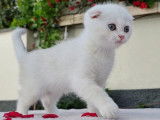 Qty Cats