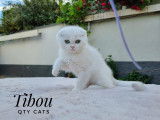Qty Cats