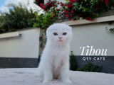 Qty Cats