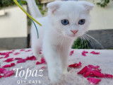 Qty Cats