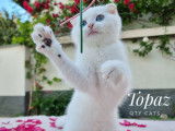Qty Cats