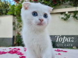 Qty Cats