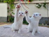 Qty Cats