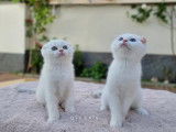 Qty Cats