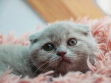 Qty Cats