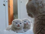 Qty Cats