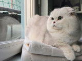 Qty Cats