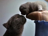 Qty Cats