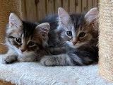 Les Petits Coussinets