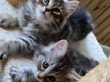 Les Petits Coussinets