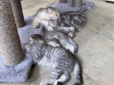Les Petits Coussinets