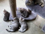 Les Petits Coussinets