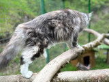 Mountain Cats Paradis