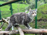Mountain Cats Paradis