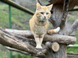 Mountain Cats Paradis