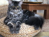 Du Maine Street Coon