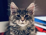 Du Maine Street Coon