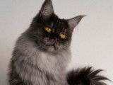 La cat mania
