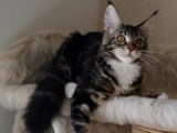 La cat mania