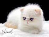 Shamal