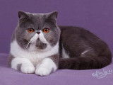 Shamal