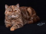 Shamal