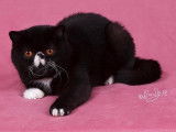 Shamal
