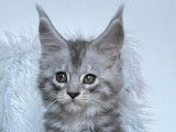 Maine coon de Garcia